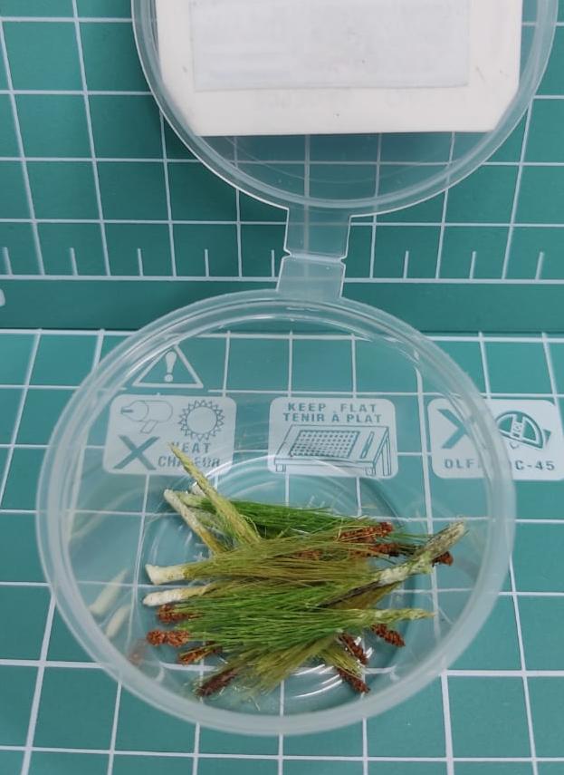 3093 Камыш 9 шт.