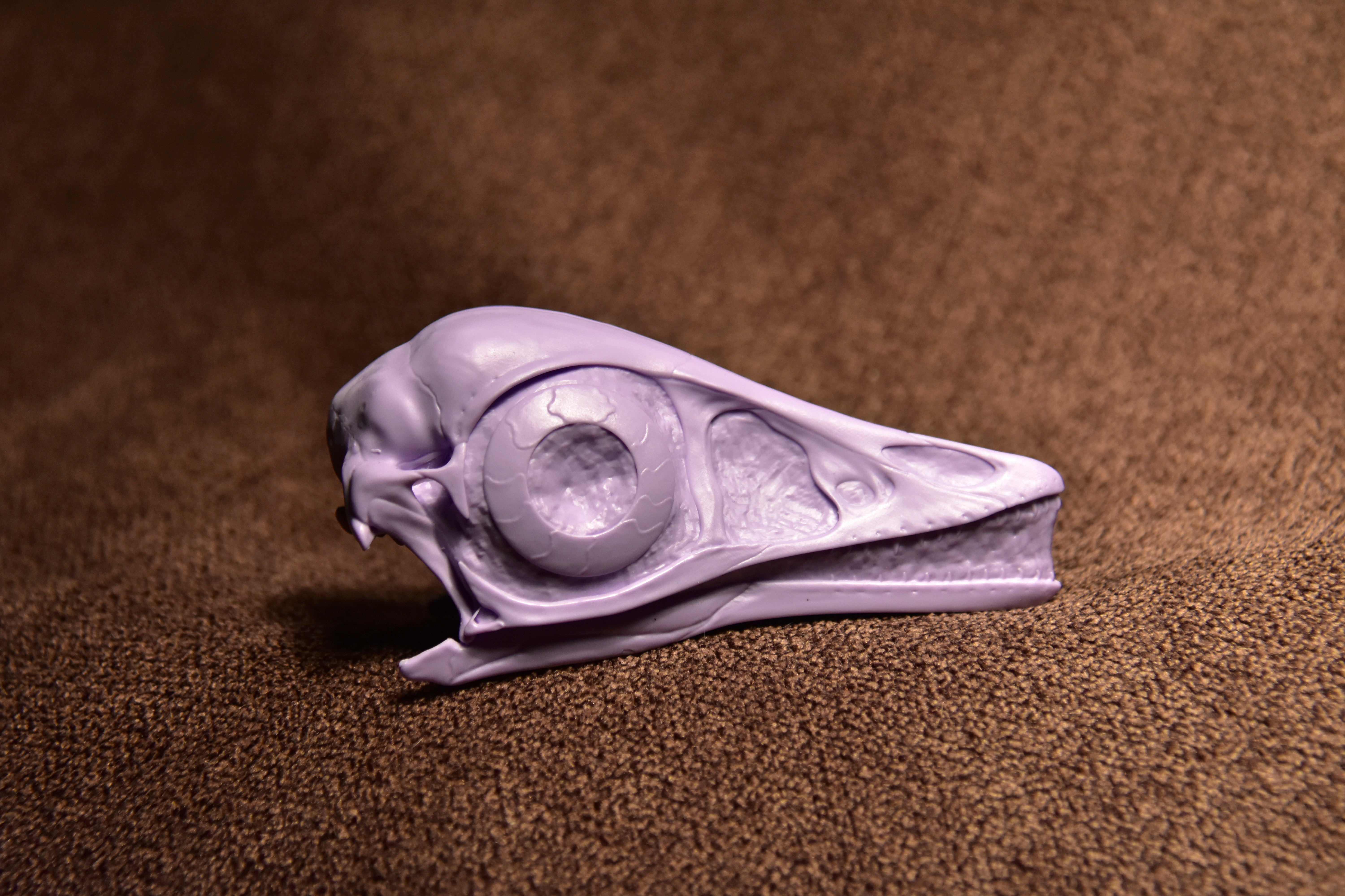 DINO10005 Череп Археоптерикса